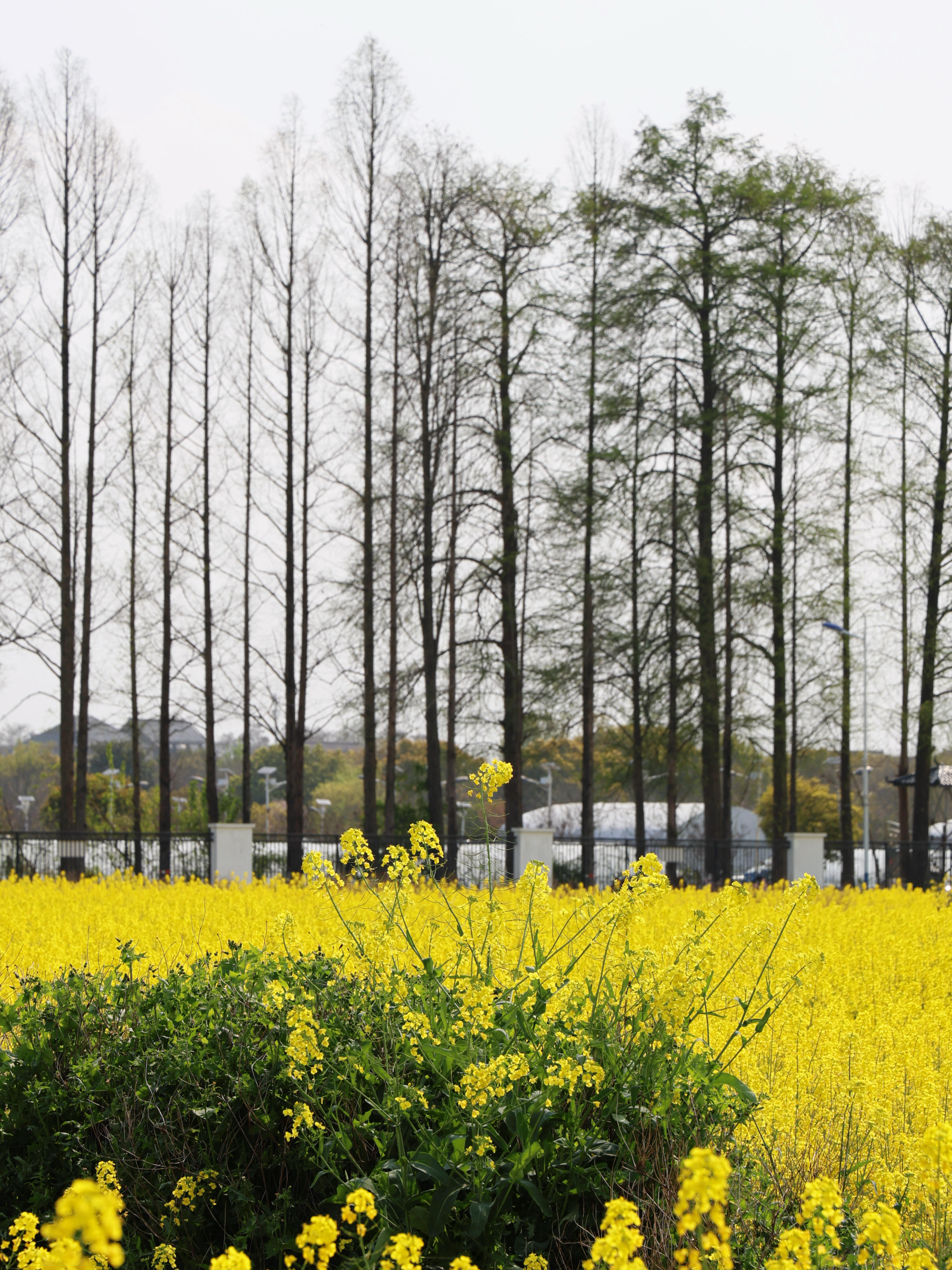 油菜花 属于后陡门的春日限定很美 欢迎回家十个勤天  |  种地吧 