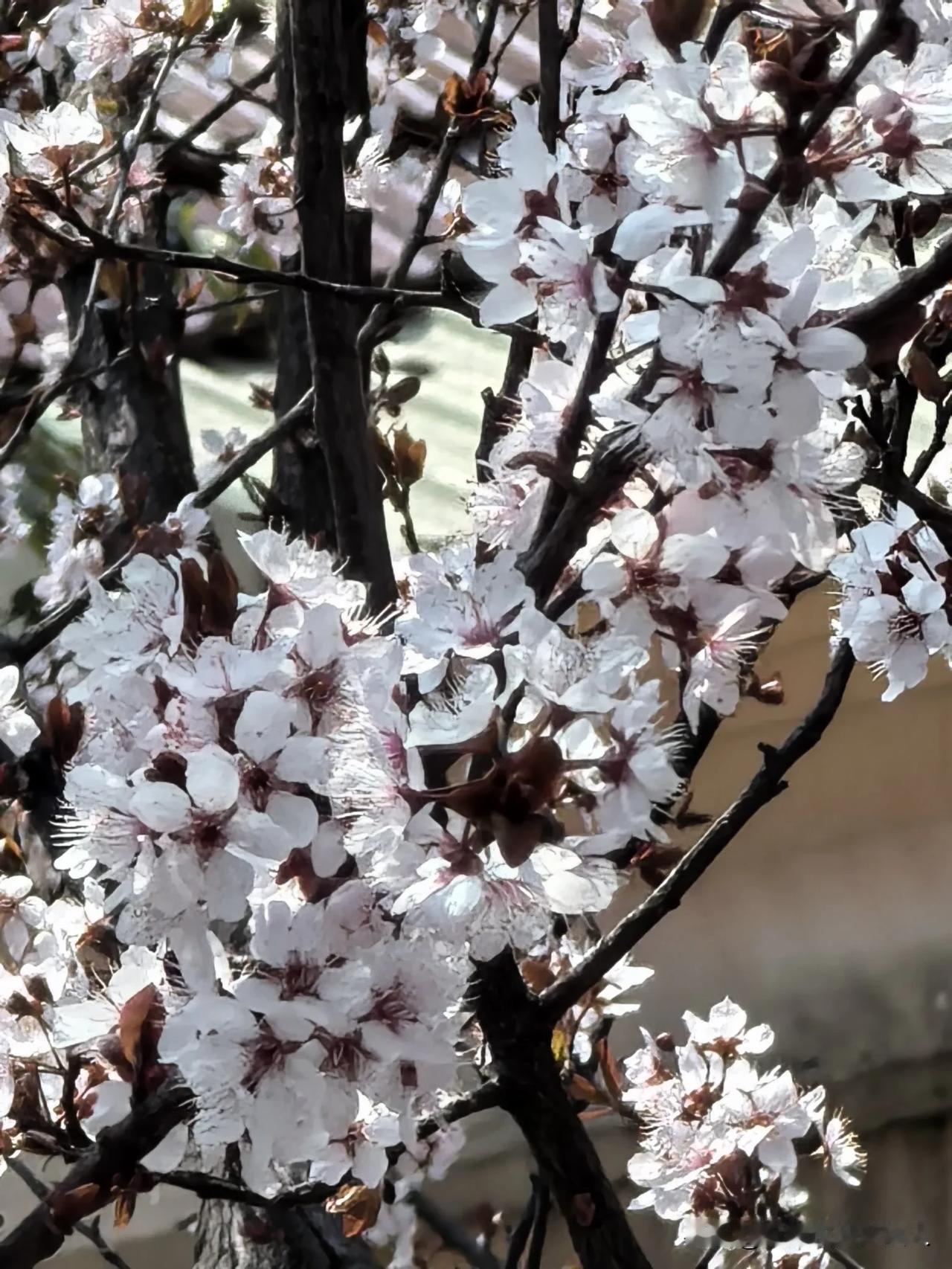 春花迷人眼，一年好时光。
一片梅花香，满树李花白，
玉兰朵朵惹人爱。