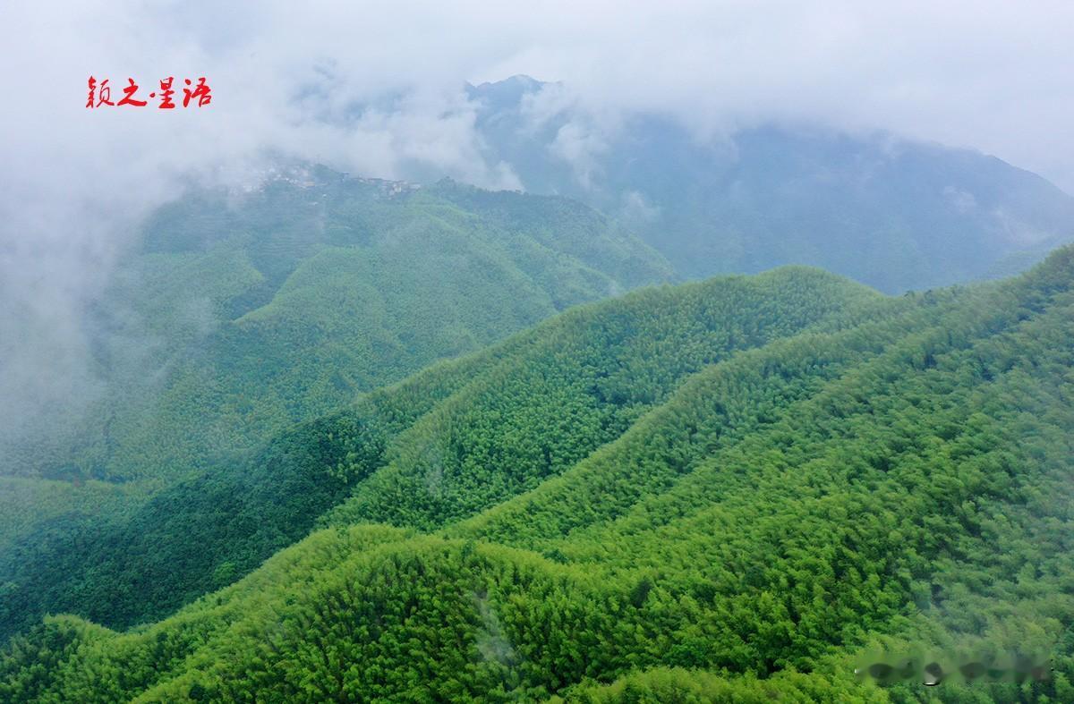 颖之游历浙江山水十七年间，目睹山区大量山林和田园已被毛竹侵占，连绵群山竹海绵延，
