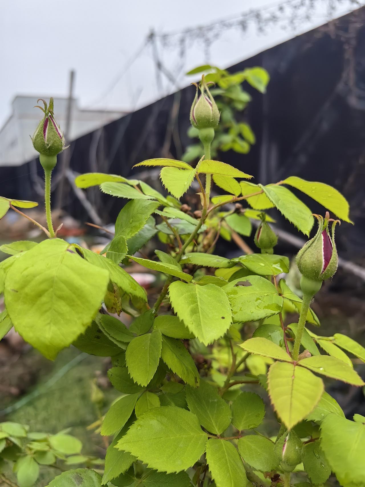 没有好好的种，不然的话今年可以采很多的玫瑰。
发现这种玫瑰还是很好养的。
从去年