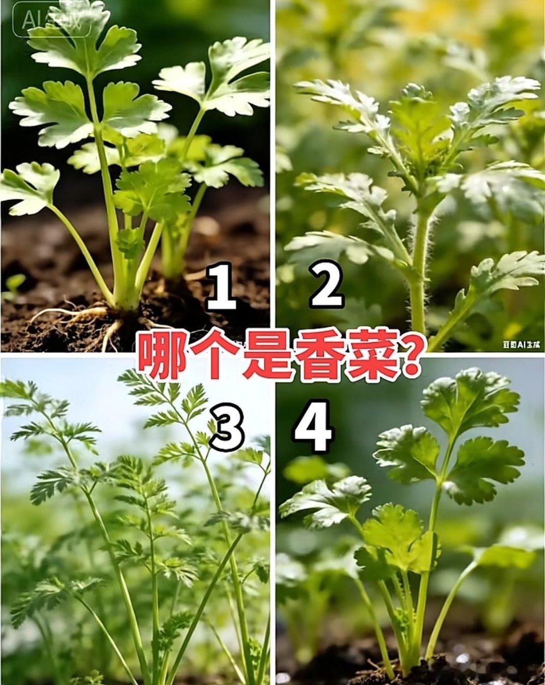 你在三秒内看出数字几是香菜 