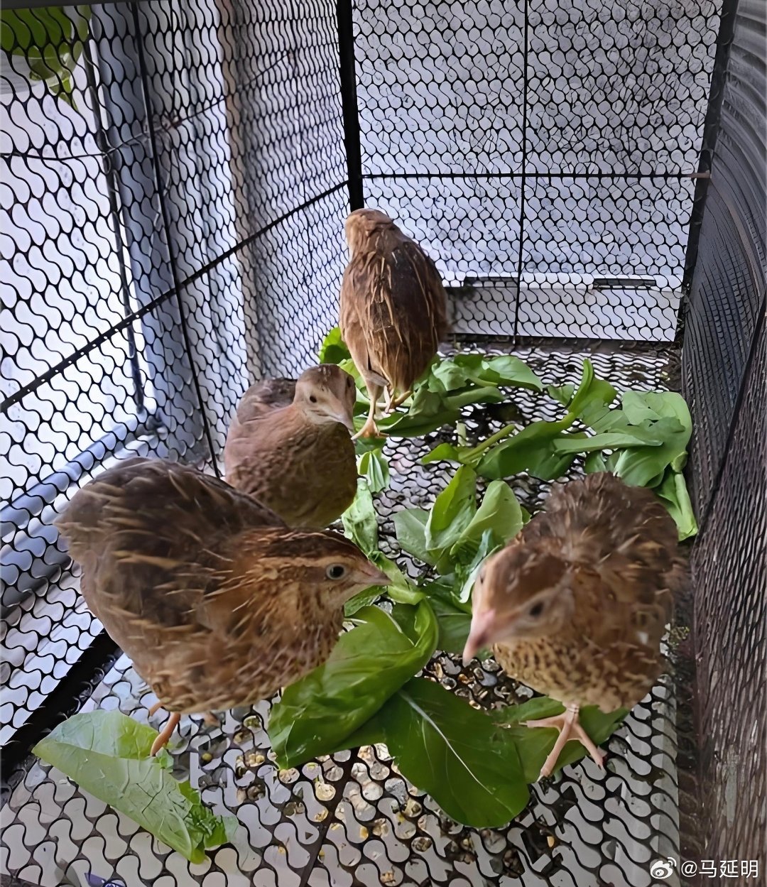 一只很牛逼的鸟，被弓箭吓傻了，一直处在惴惴不安中，它和它周围的傻鸟，连外出觅食都