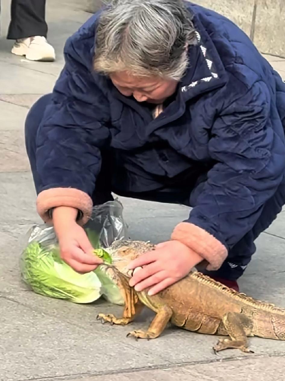 奶奶要是早出手，侏罗纪公园不能黄[机智]年轻人养爬宠：恒温箱，模拟雨林环境，网购