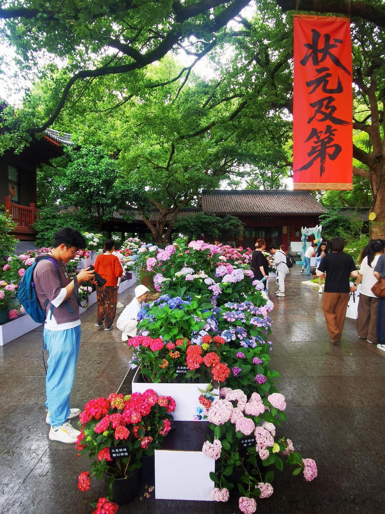 杭州西湖城隍阁古风建筑与绣球花巧妙结合，绣球花的艺术魅力是不可忽视的，它的美丽形