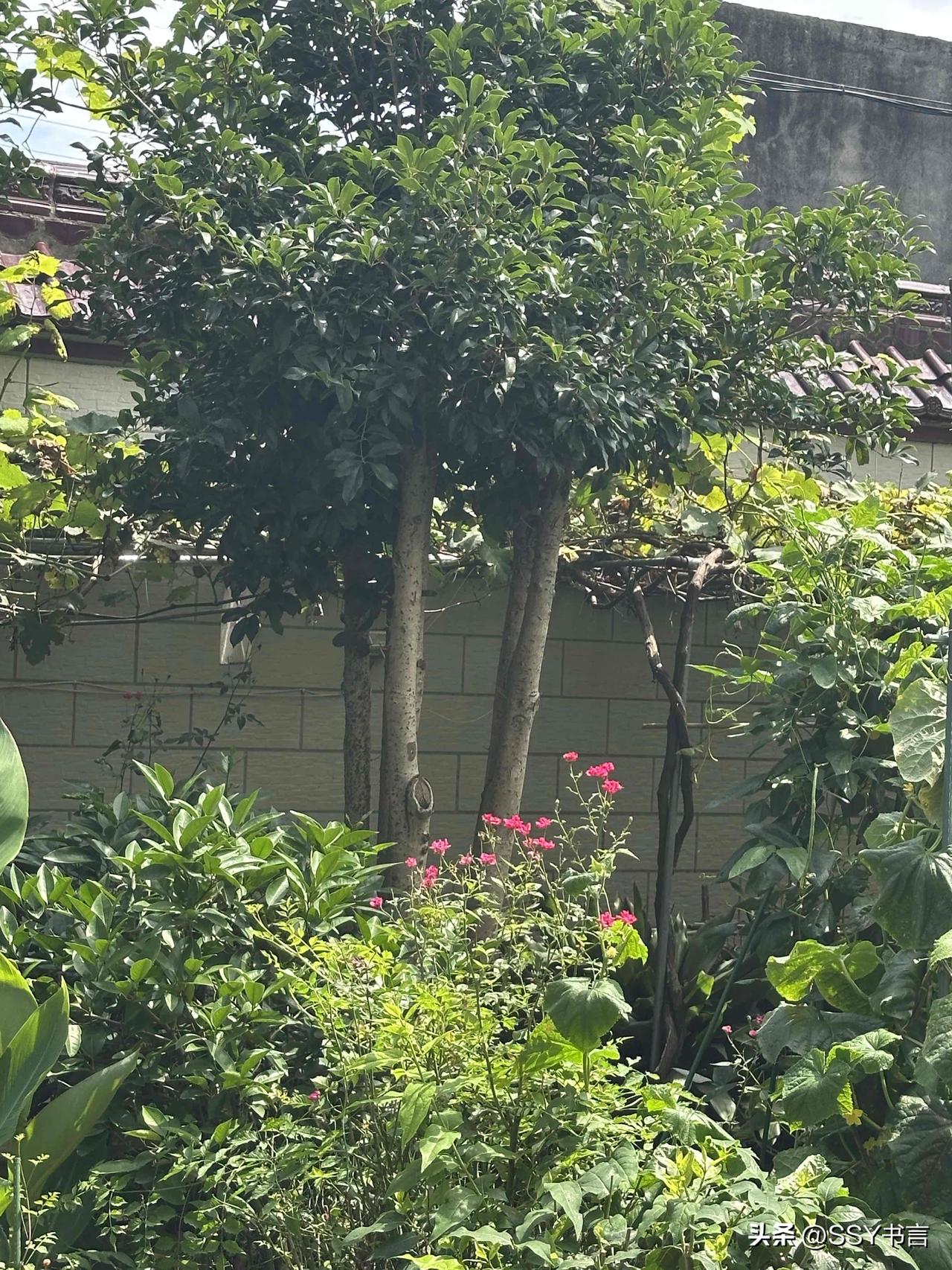 庭院绿树成荫，花草悠然生长，寻一处静谧，安享烟火清闲庭院治愈日常