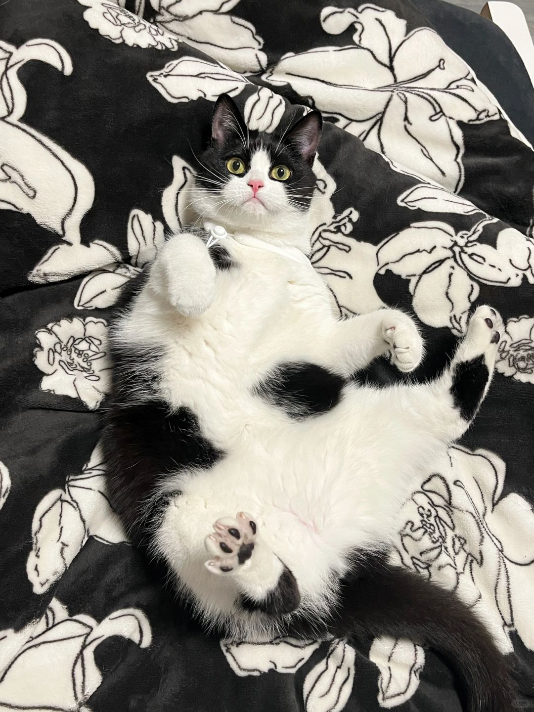 猫妲己