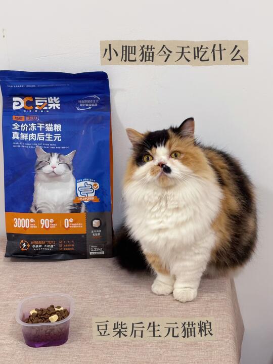 小猫咪的夏天即将开始🏖️