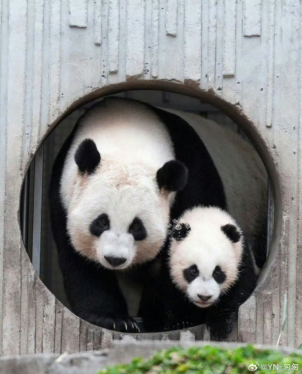 熊猫守护者  咋这么可爱呢？尤其是同框出现两只时，瞬间觉得有了生活的气息。 