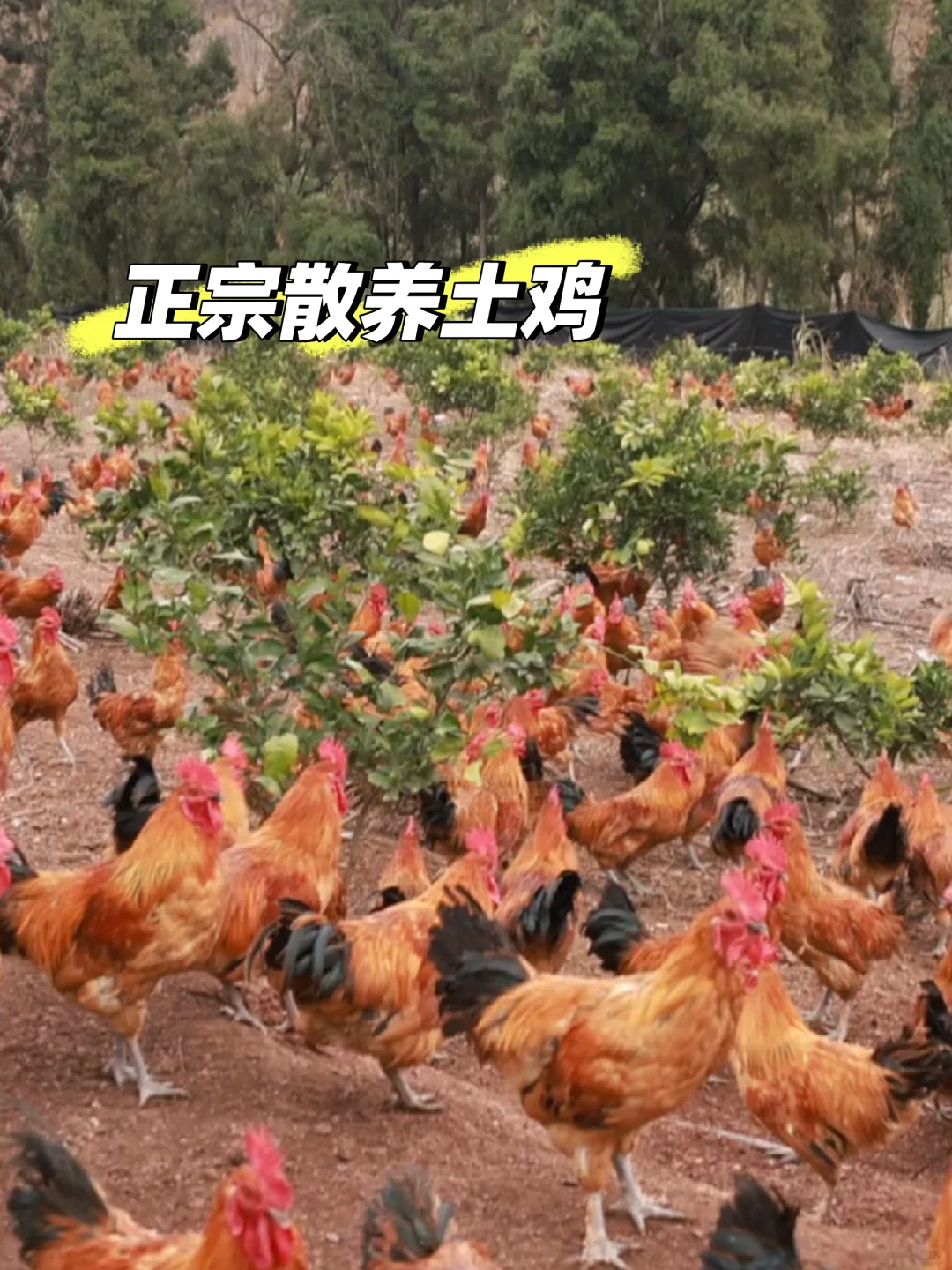 姐夫让我问问有没有人要土鸡