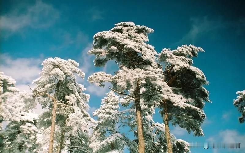 #今日冬至#
绣幕家家浑不卷，呼卢笑语自从容。

《至节即事》

元·马臻

天