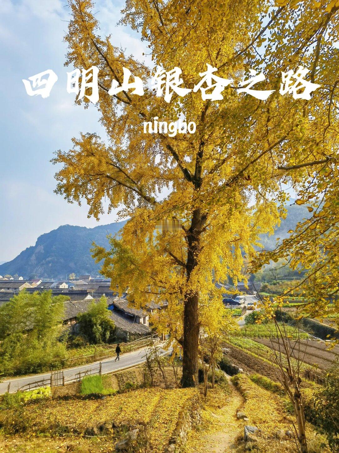 低头找秋天|四明山银杏之路自驾路线推荐