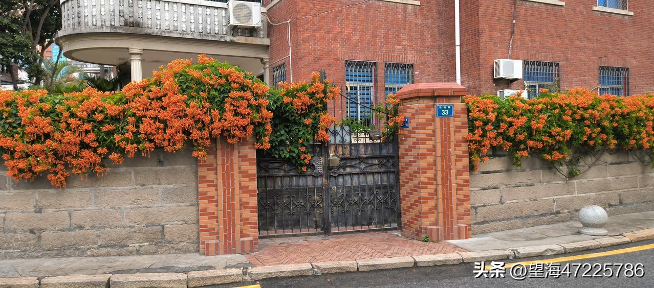 分享一张随手拍的花。备注:下此这张照片(…围墙上的炮仗花鲜艳夺目……)，在202