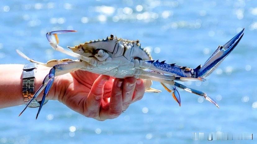 澳洲华人夫妻被罚$7824！抓63只螃蟹仅1只合规，一句话惹怒法官

一对被指“