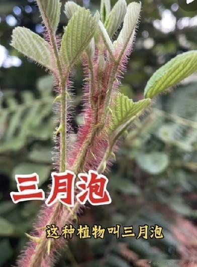 浑身长满红刺毛的三月泡，山里的小伙伴都熟悉吧？它是山莓，春天结红果子，酸甜可口。