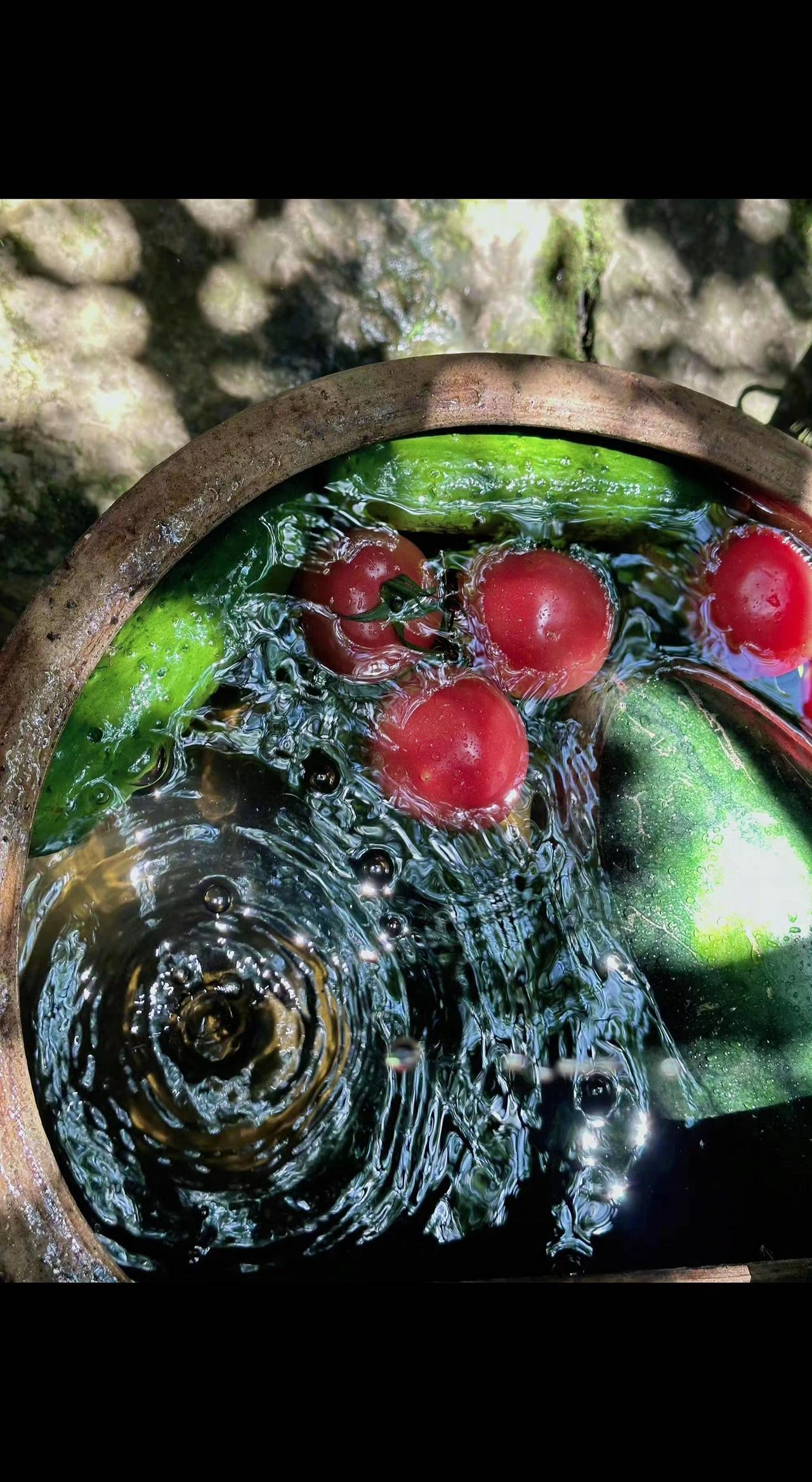 🌿水珠在陶缸里跳圆舞曲💃，红果是夏天的标点符号🍒。清凉藏在涟漪褶皱里，这口
