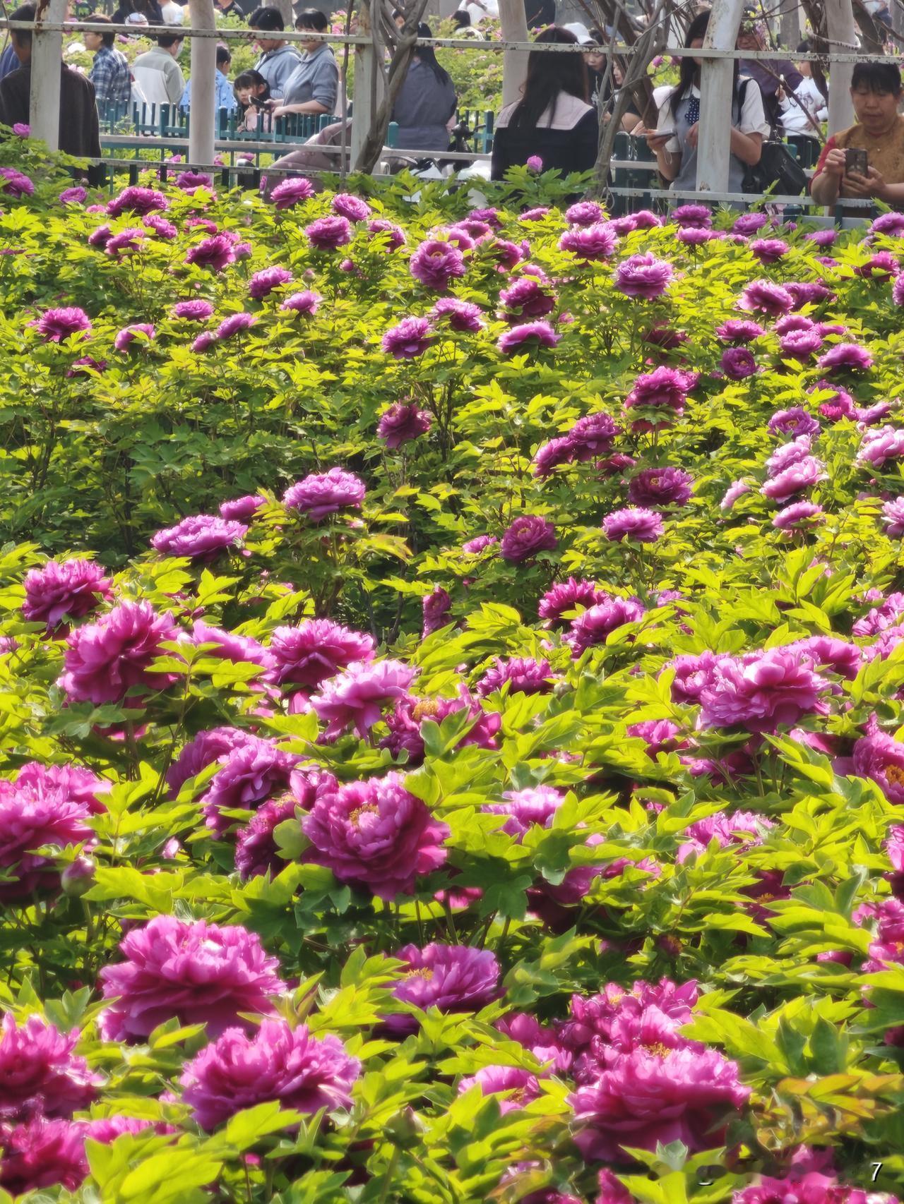 公园里的牡丹花盛开了，看牡丹的人呀，比牡丹花也不少！

原来，公园里的牡丹栽的比