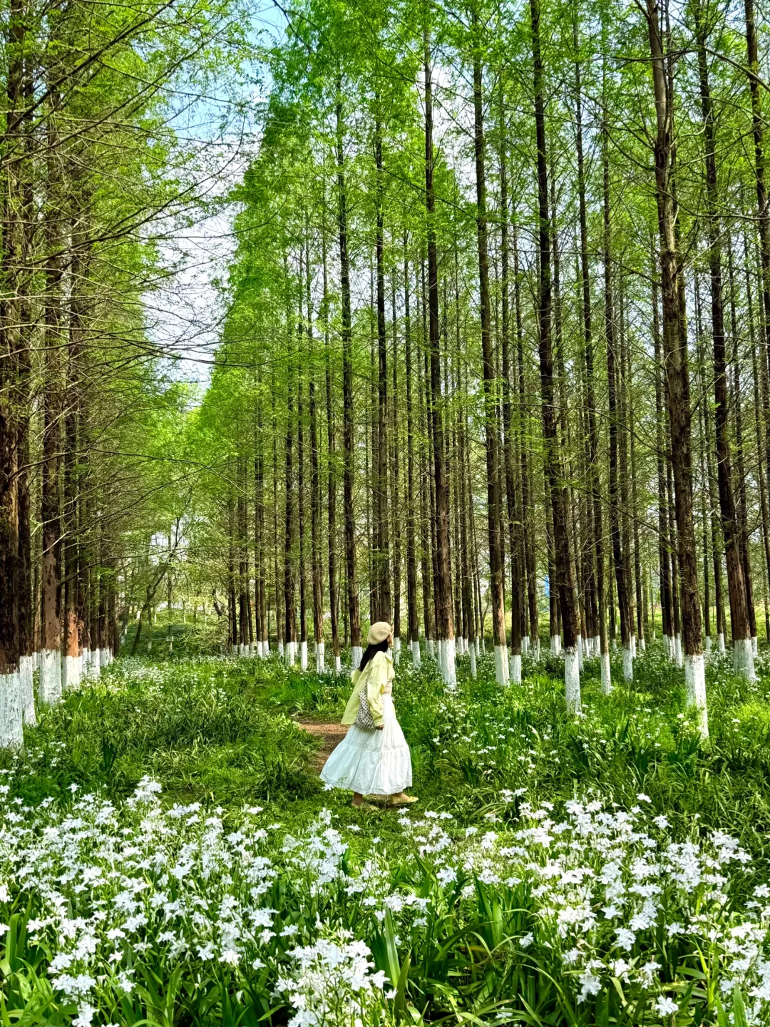 成都的鸢尾花森林🌳开爆了！！！人少…