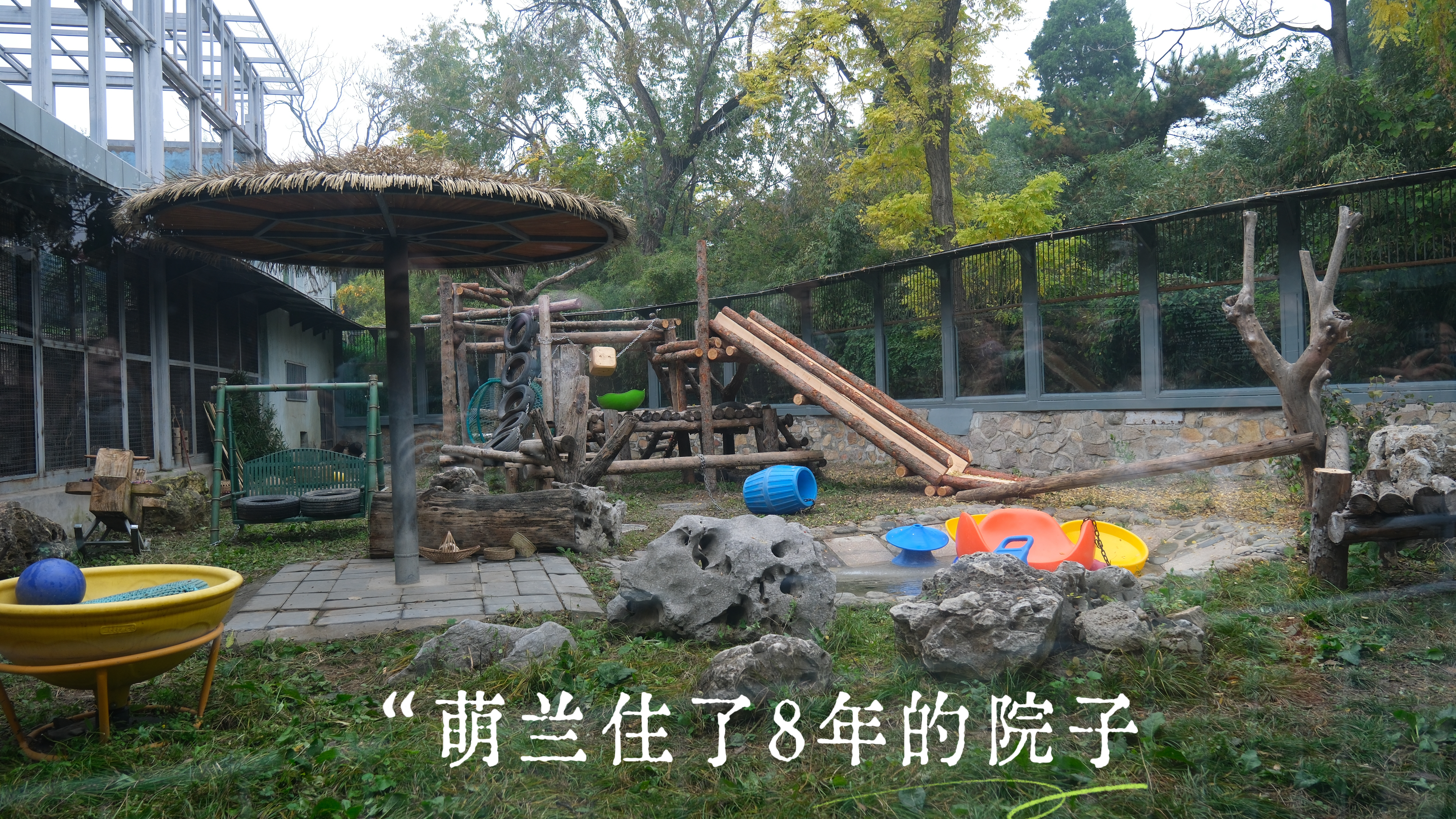 萌兰  萌兰住了8年的院子，今年生日终于换了个场地啦，希望宝宝越来越好。大熊猫萌