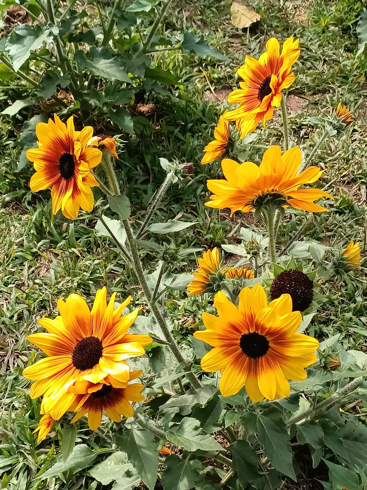 冬日生活打卡季葵花朵朵向阳开。广州的冬天，仍然有葵花笑着脸露出来崭新的一面，看上