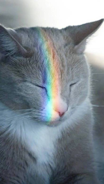 日常迷信，七彩转运猫，转发下周好运爆棚！ 