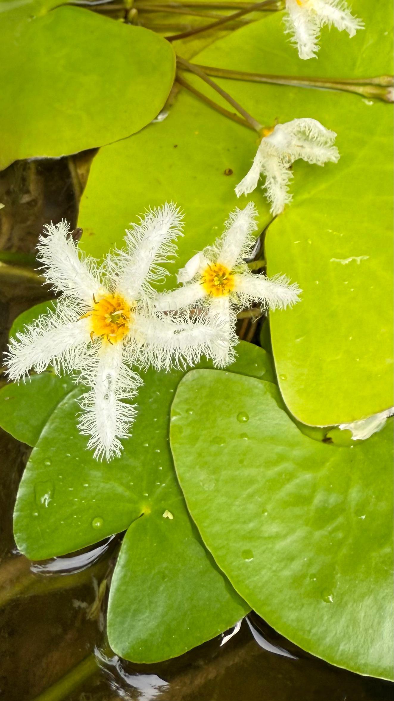 那个三块钱的一叶莲，又又又开花了。还吸引来了一只金蟾。[允悲]我们戏说这是202