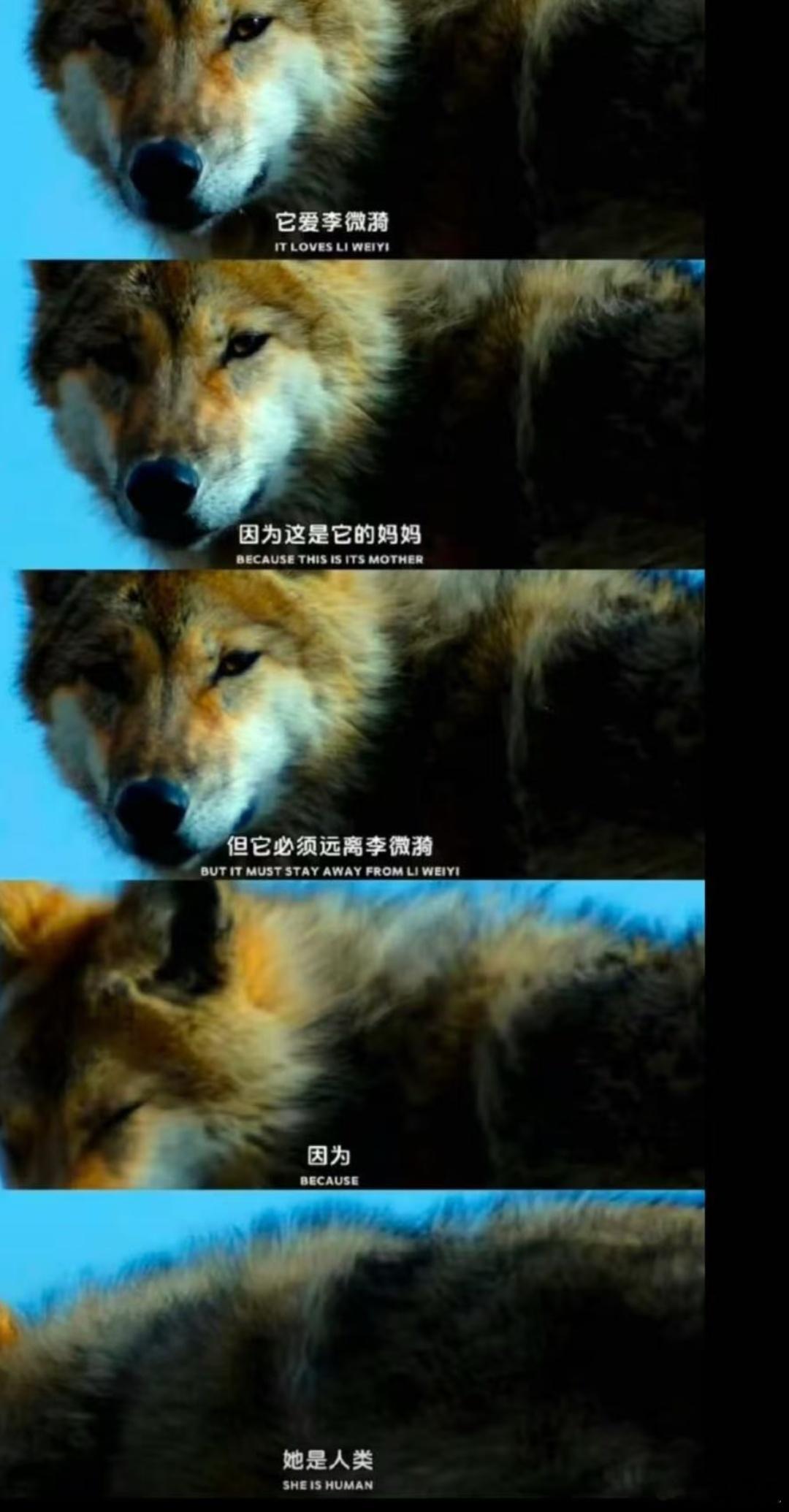 导演回应狼王格林是否安好冬天把自己的储备粮让给“妈妈”李微漪，在野外保留红围巾7