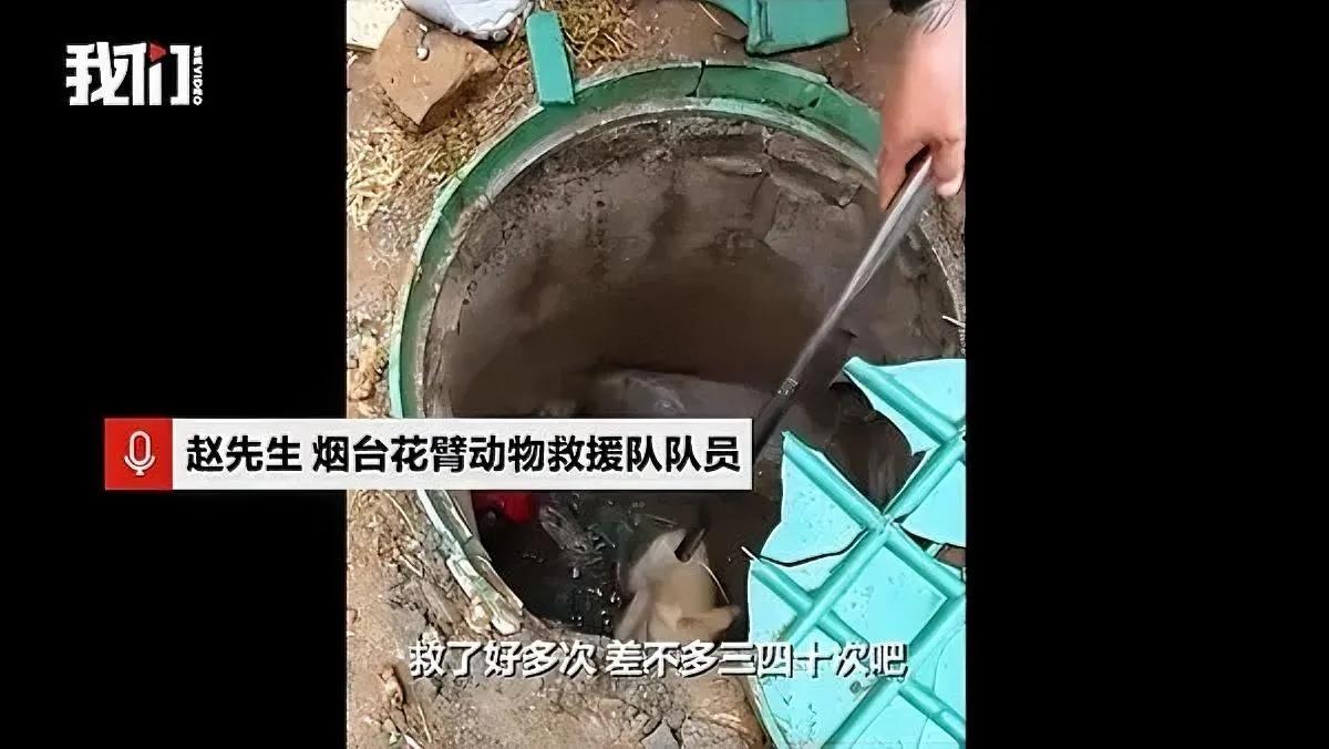 井下三年！小狗咋活下来的？

多支救援队轮番上阵都卡壳

山东烟台这只狗狗的遭遇