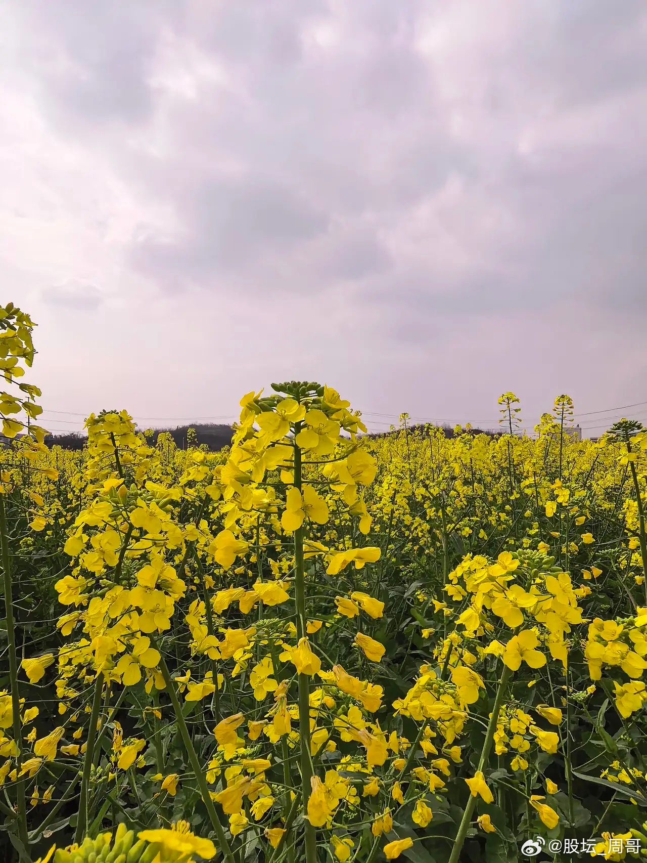 如何应对当下的股市行情？说一下自己的看法：最近经常看到股民朋友这样说，大盘指数来