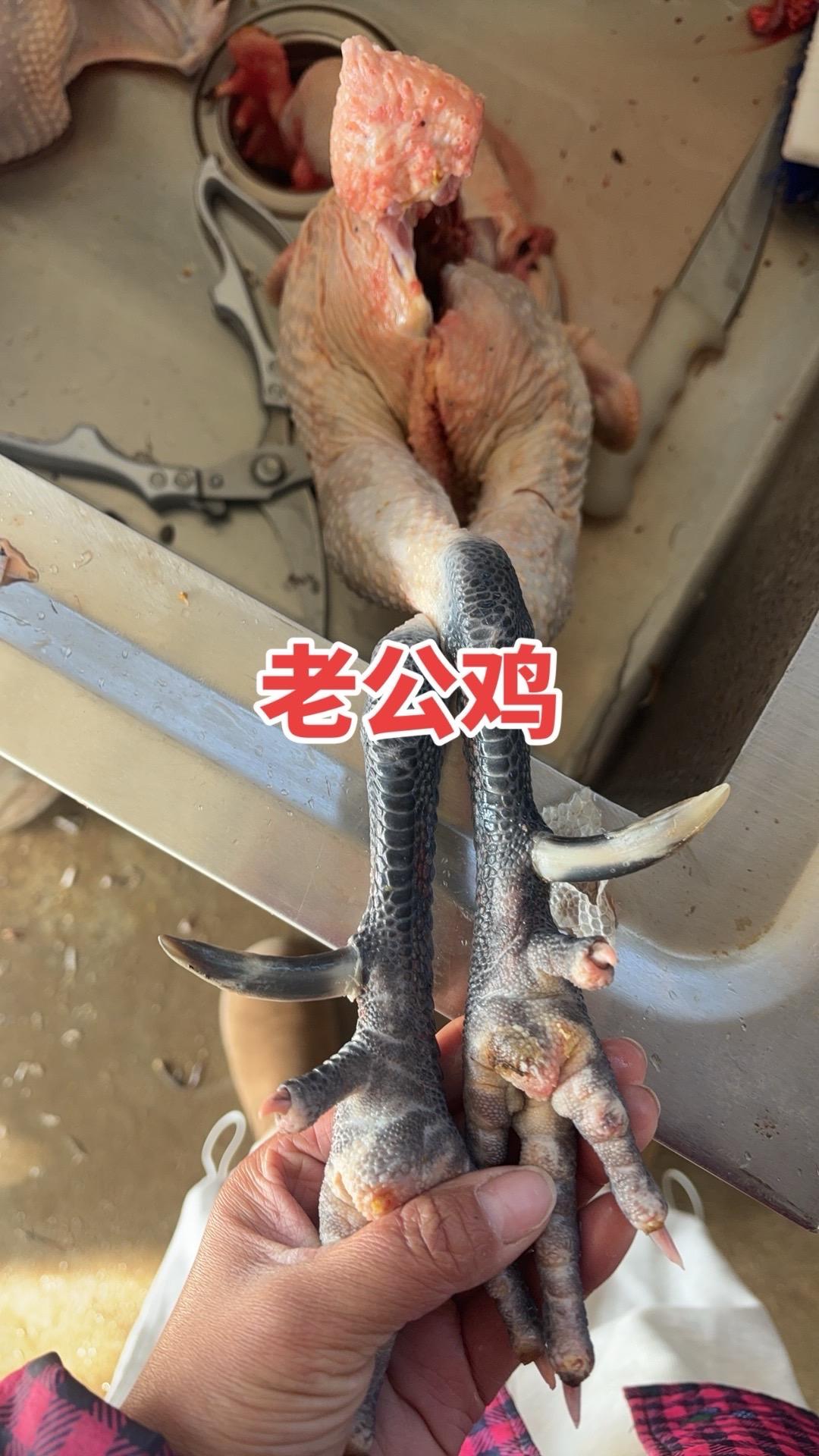长凳的短凳的，通红花衣五彩的！老公鸡老母鸡三斤左右纯草鸡！！