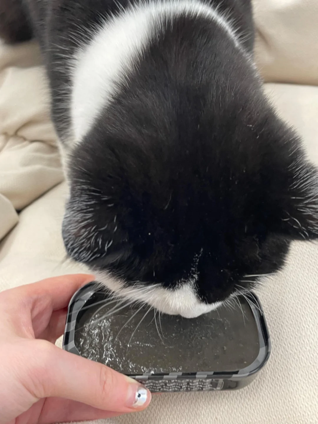 建议有猫的家庭都可以试试这个罐头！！