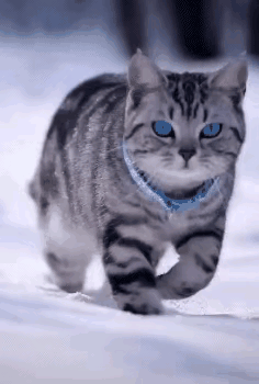 小猫交换猫名片全网小猫看过来！交换猫名片，我是人，靠谱又粘人✨ 