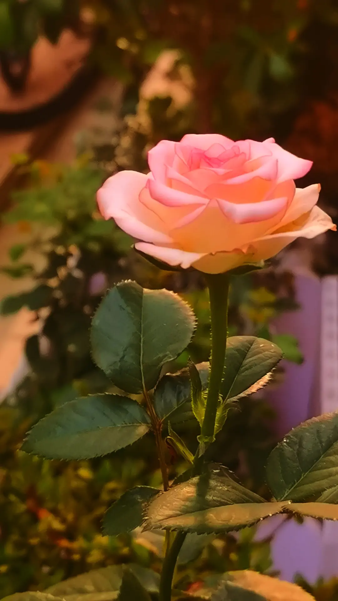 治愈系小美好 唯有花开不辜负