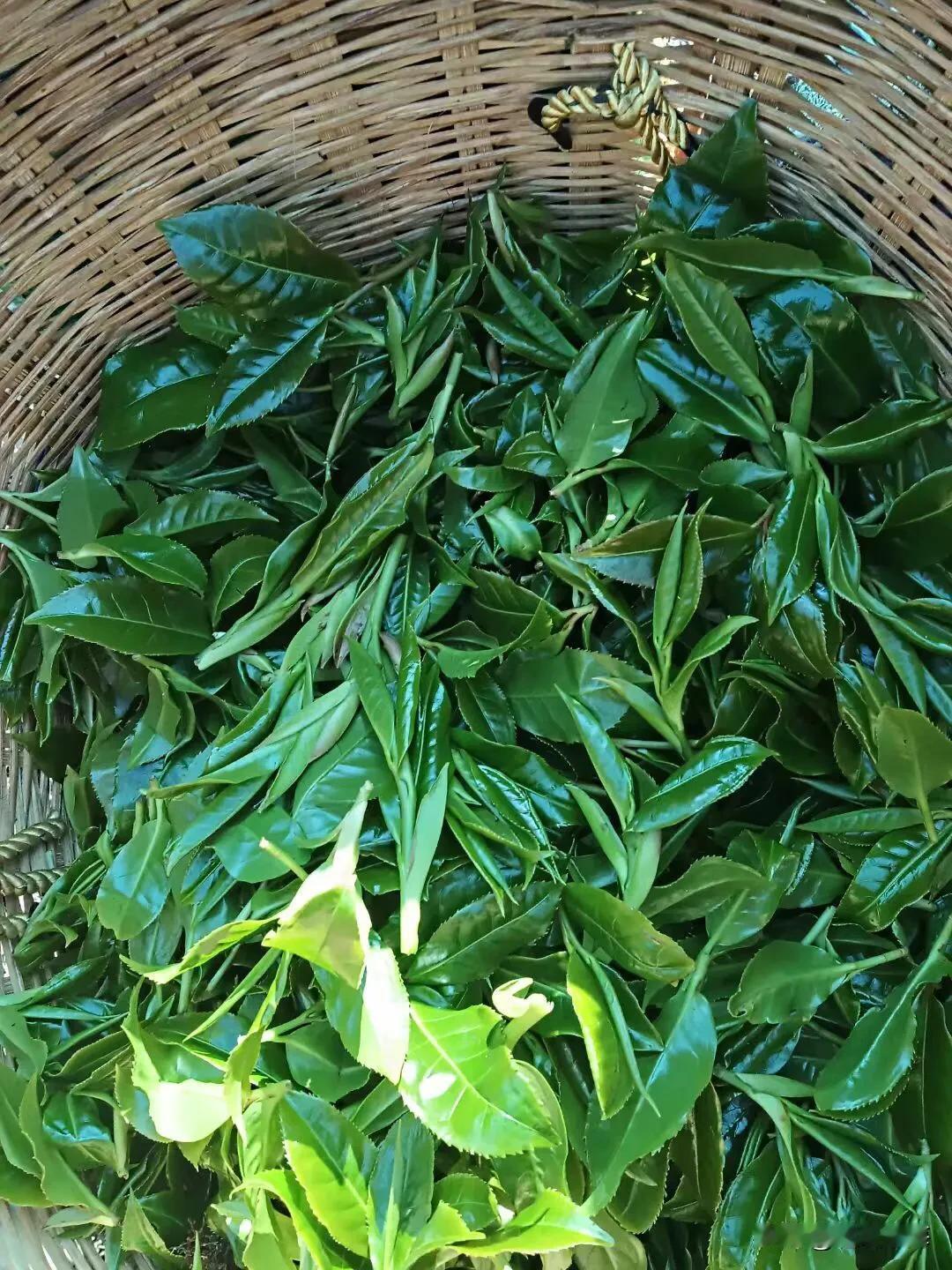 春茶的魅力到底在哪里?
经过一个冬天的沉寂，春天焕发新的生机，
让茶带给我们自然