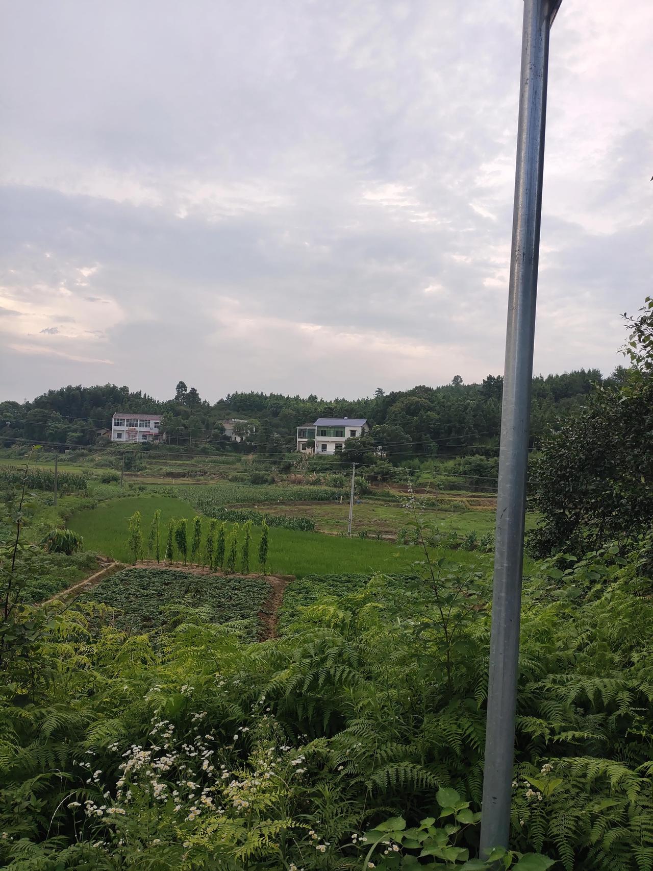 田野里，庄稼茂盛，禾苗、红薯、玉米，还有路边的野花尽收眼底。
        整