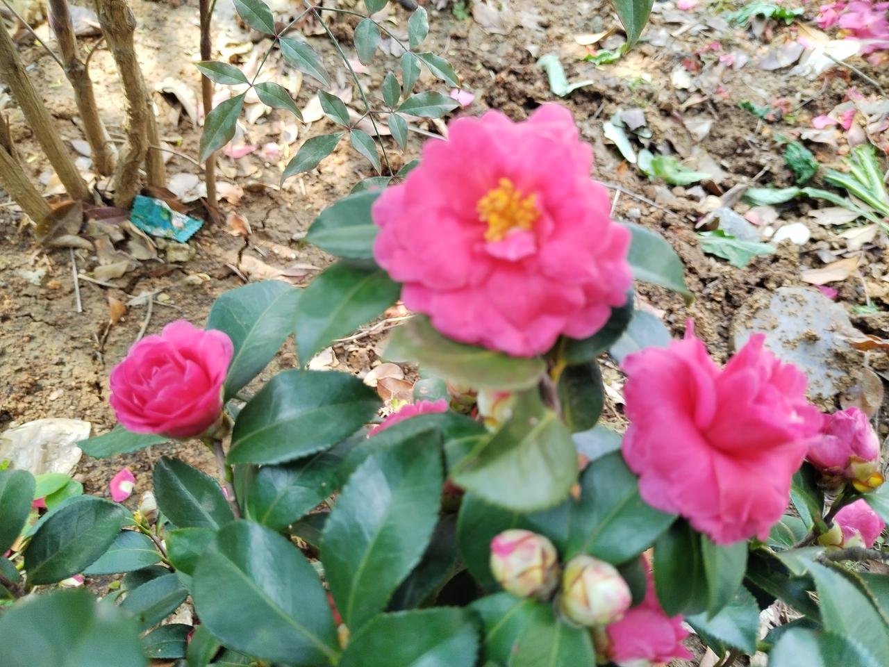 【趣联联趣】
上联：养狗人家良善否
下联：？
【一字千金】
《轶事·新宠》
邻家