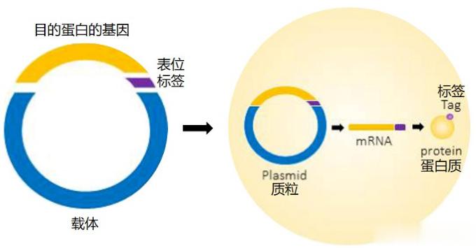 #胶原蛋白只认A型# 胶原蛋白还分A型和B型?“重组人源化胶原蛋白”视其是否含有