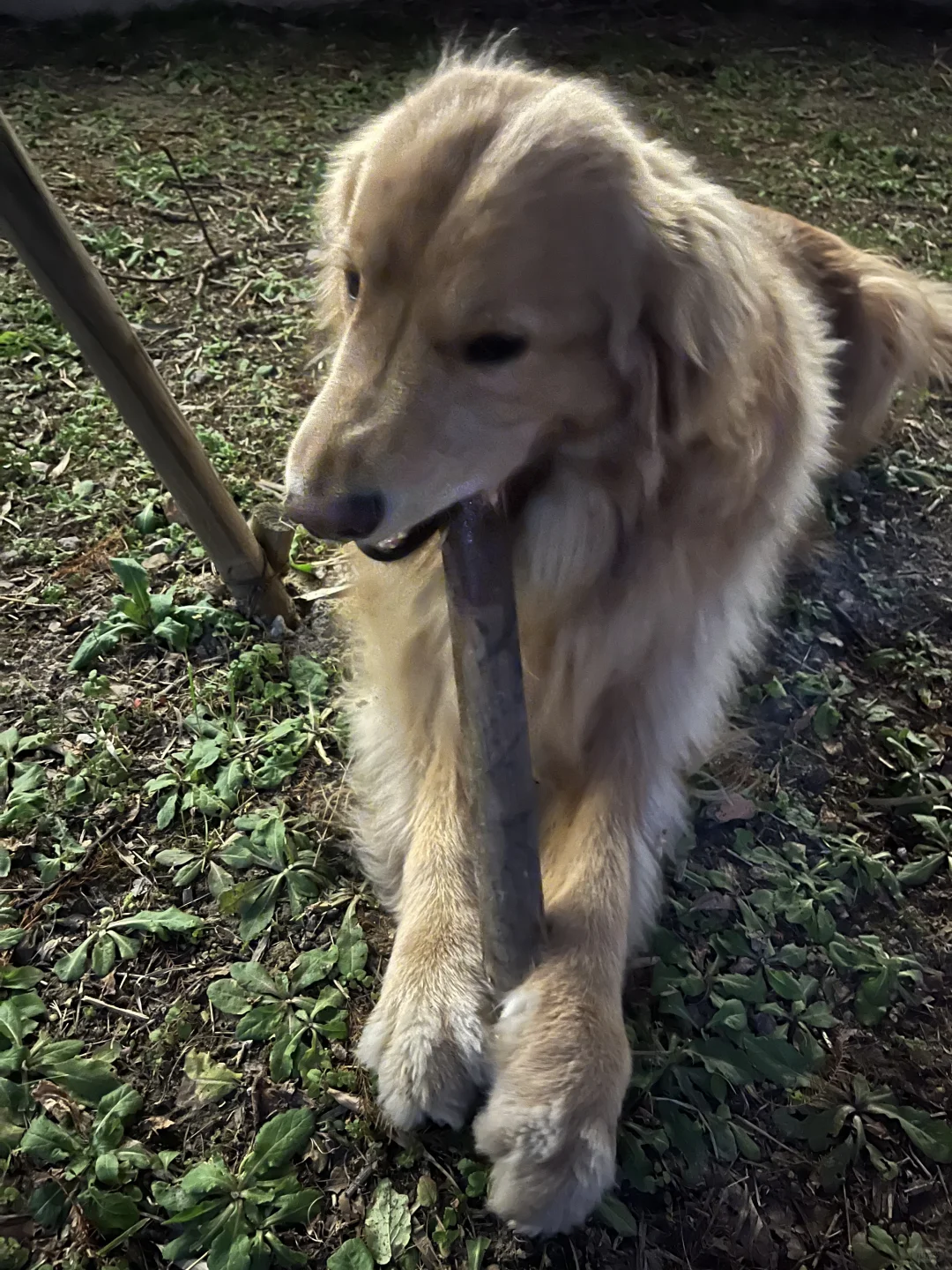 好朋狗就要一起分享棍子