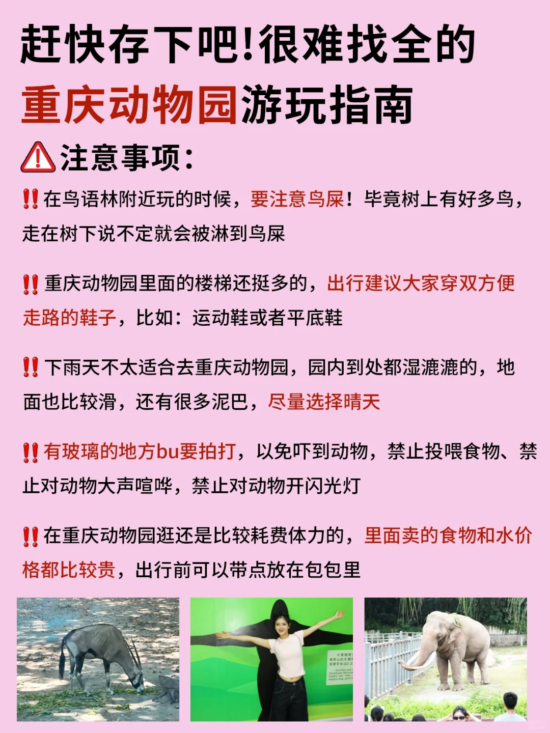 国庆节去重庆动物园🐼看这篇就够了！