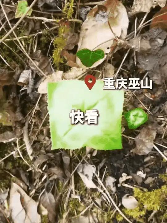 爬山爬到一半，低头一看，整个人愣住了——这叶子的形状，不对劲。

不是椭圆，不是
