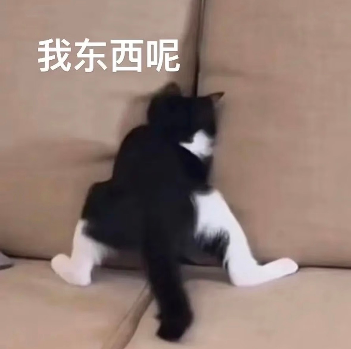 左航手机回家都来帮帮这只可怜的小猫咪好嘛…想给粉丝拍照手机丢了 xr快回家！左航