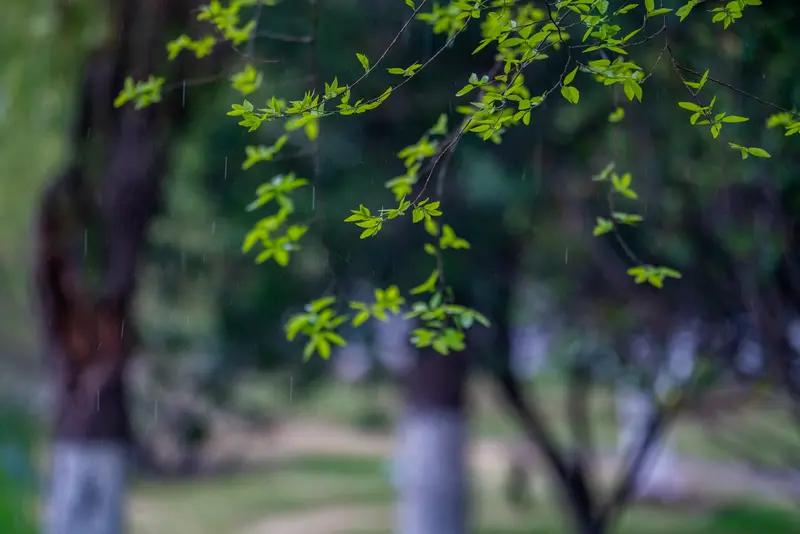 春雨贵如油，花开遍地悠。
谁人同把盏❓诗赋自风流。