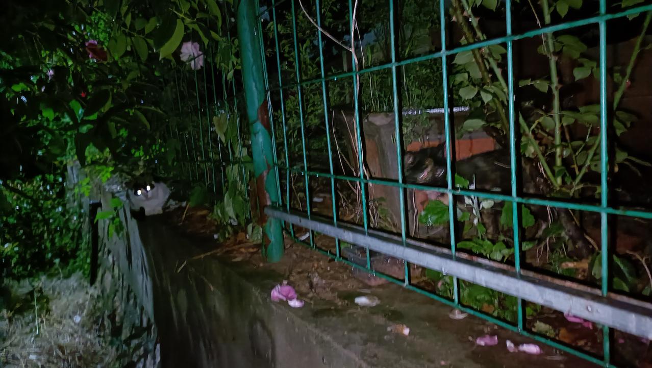 雨停了，出发去喂流浪猫。垃圾站流浪猫和偏远山区厂里的流浪猫喂完，已经很晚了，我也