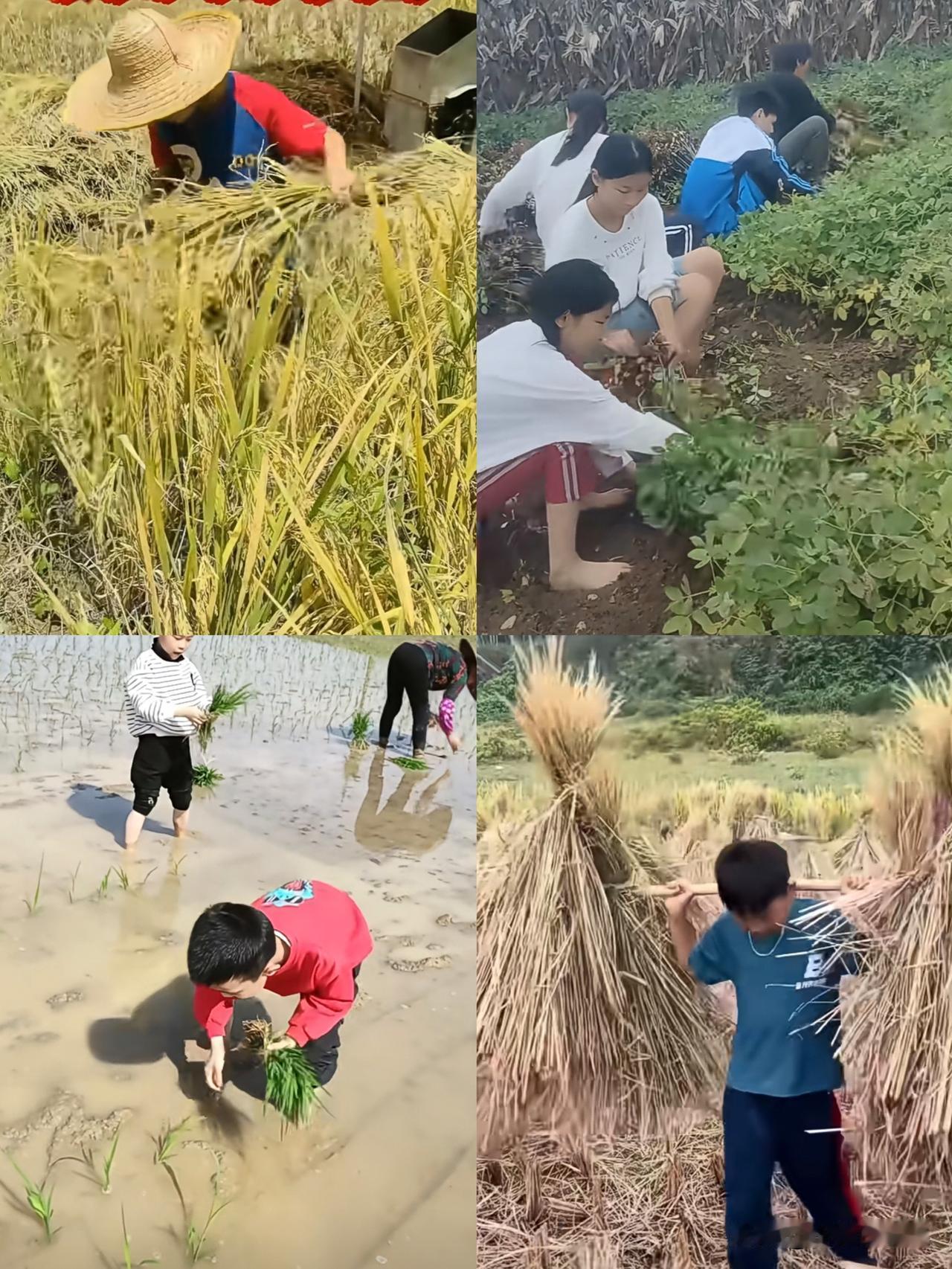 80，90小时候暑假三大噩梦：割稻谷、拔花生、插秧。
 
正午太阳火辣辣烤着，站
