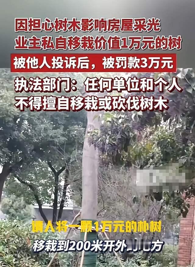 湖北武汉，一男子擅自移栽小区一棵价值不菲的树木，被罚3万元，最后问到原因，竟让人