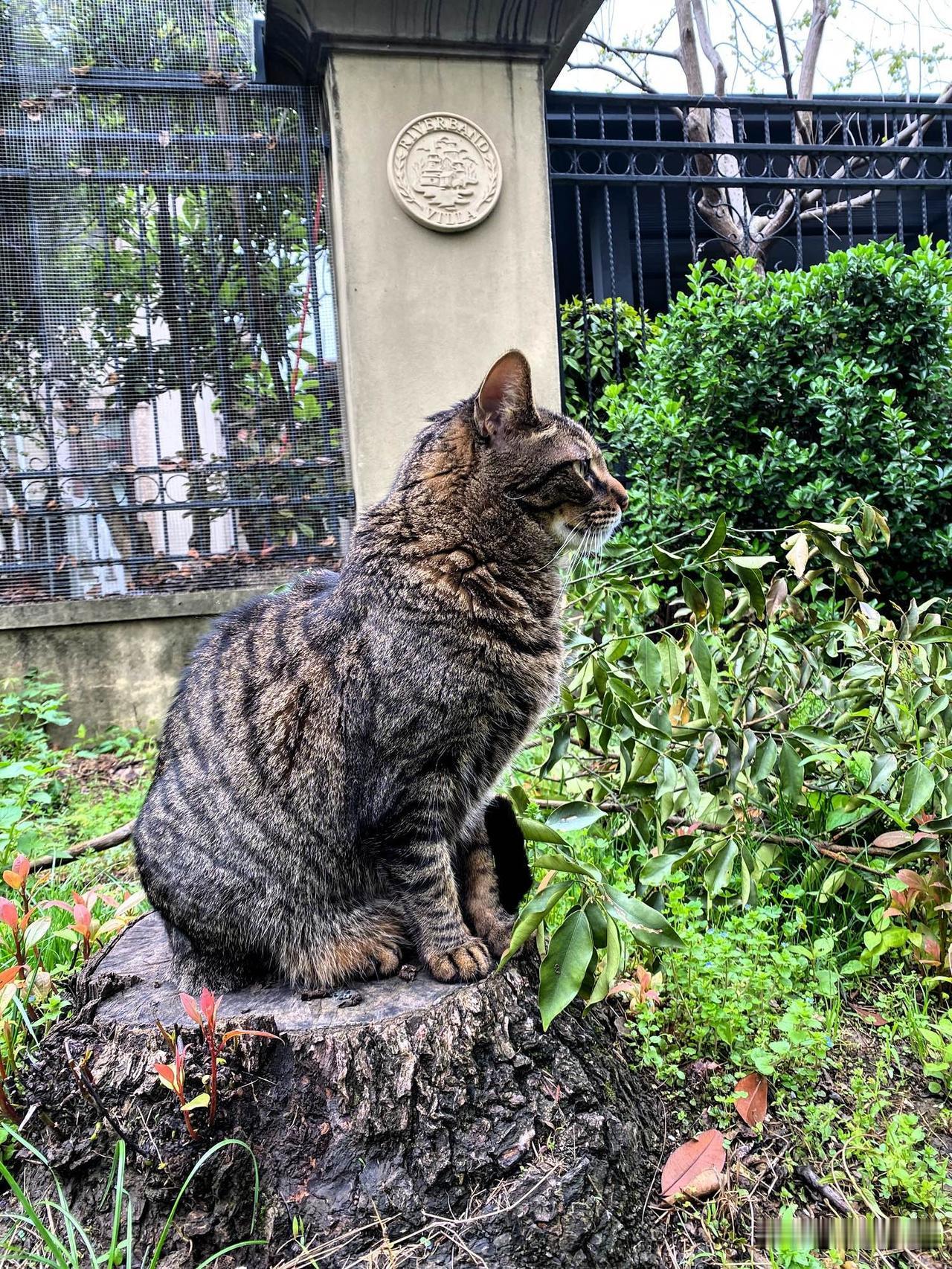 现在我叫它回家，它就回家了，真的可以和我简单交流，我让它把猫粮吃干净，它就吃干净