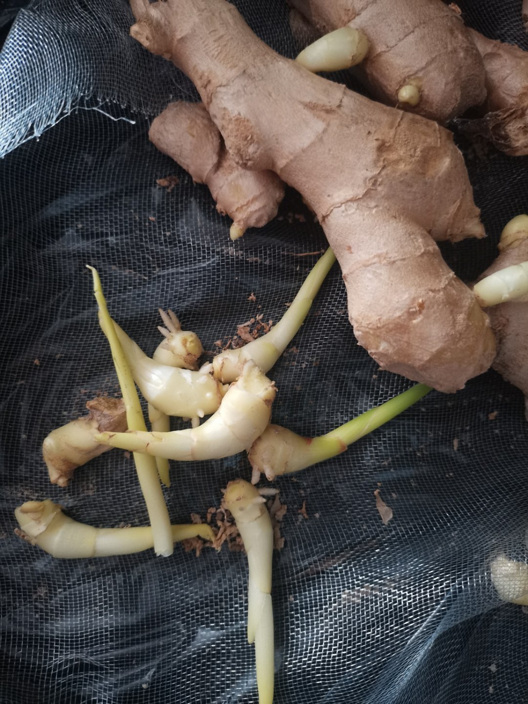 这能吃不？ 