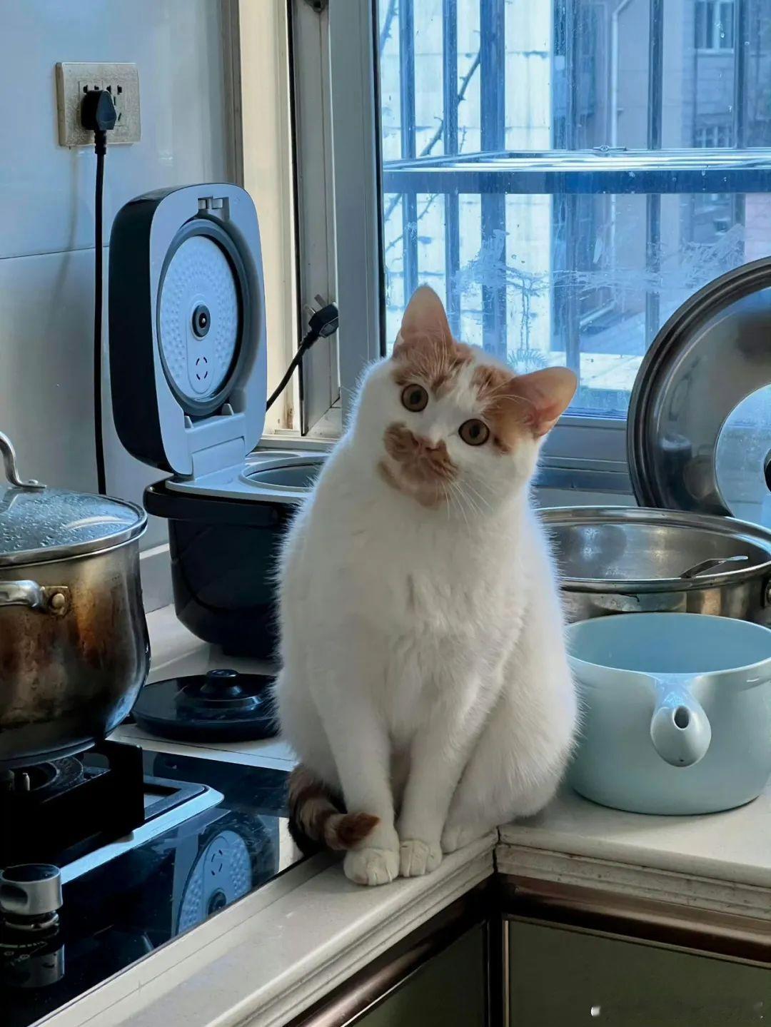 没给我留饭吗？ 宠物卖萌中心 ​​​