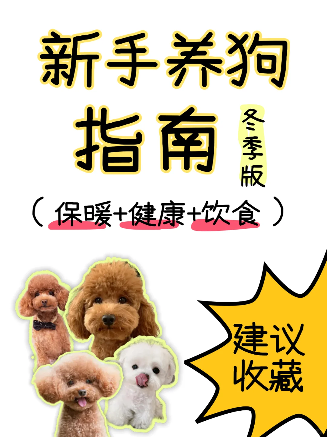 狗狗注意事项|新手养狗指南（冬季版）