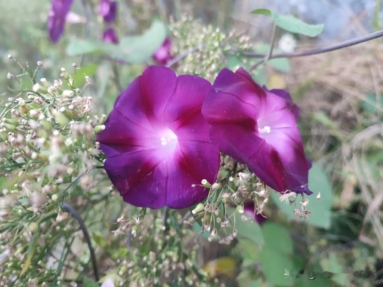 慵懒的牵牛花
 [送自己一朵花] [送自己一朵花] [送自己一朵花]
#秋日生活