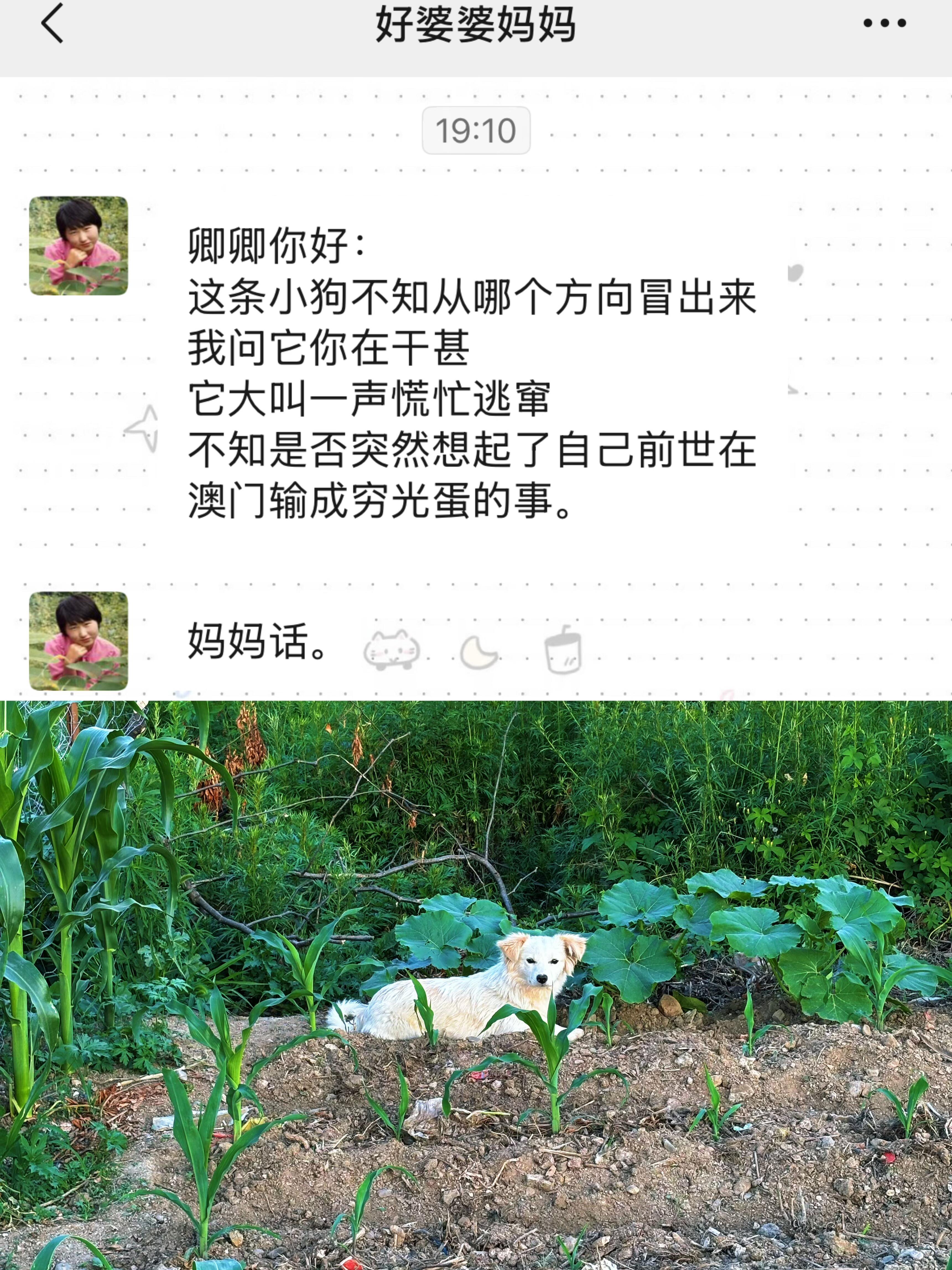 我惊叹老一辈的语言真是充满魅力 